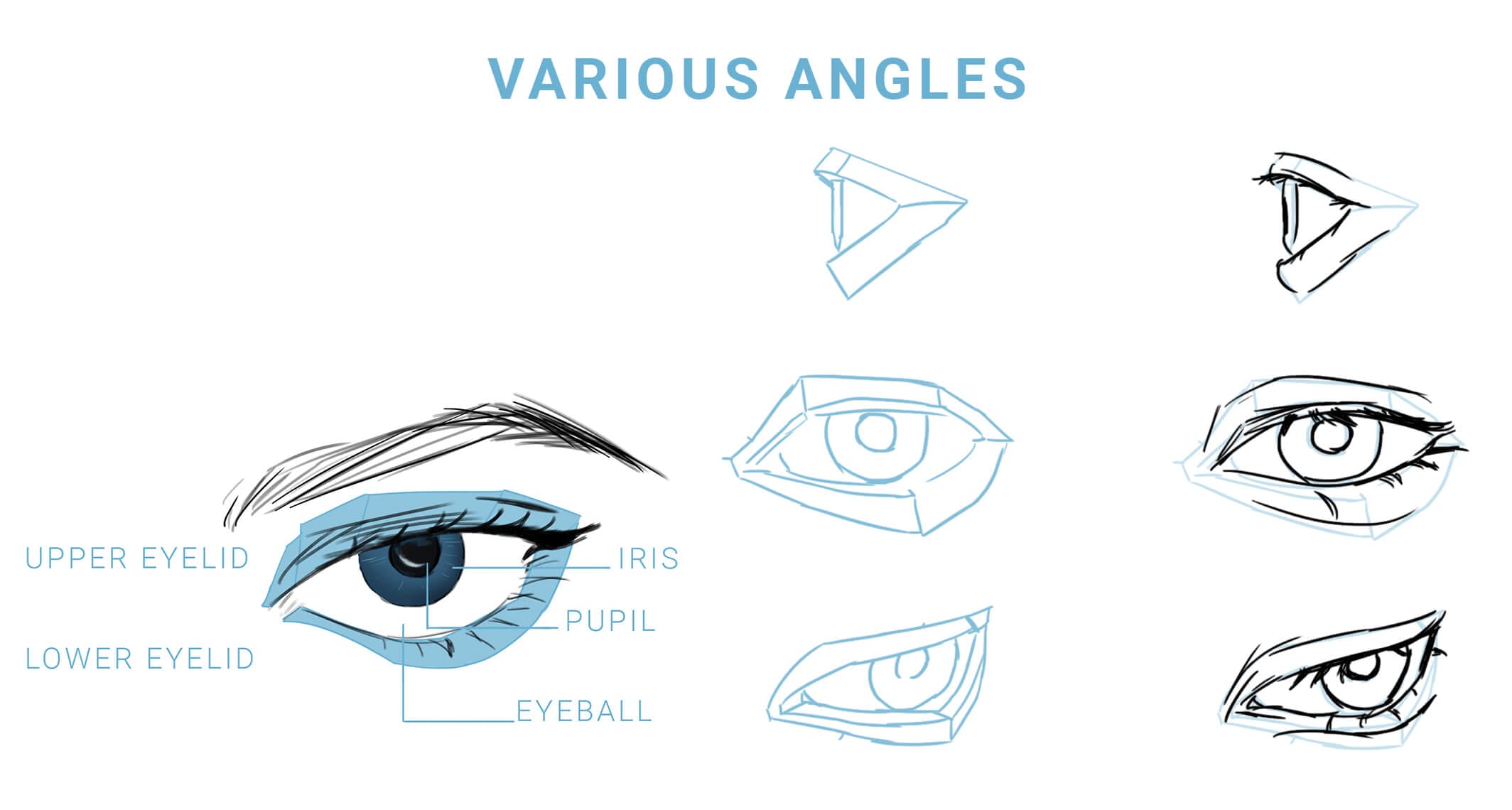 How to Draw Anime Eyes (Step-by-Step Guide for Beginners) 9 Eye anatomy Various angles