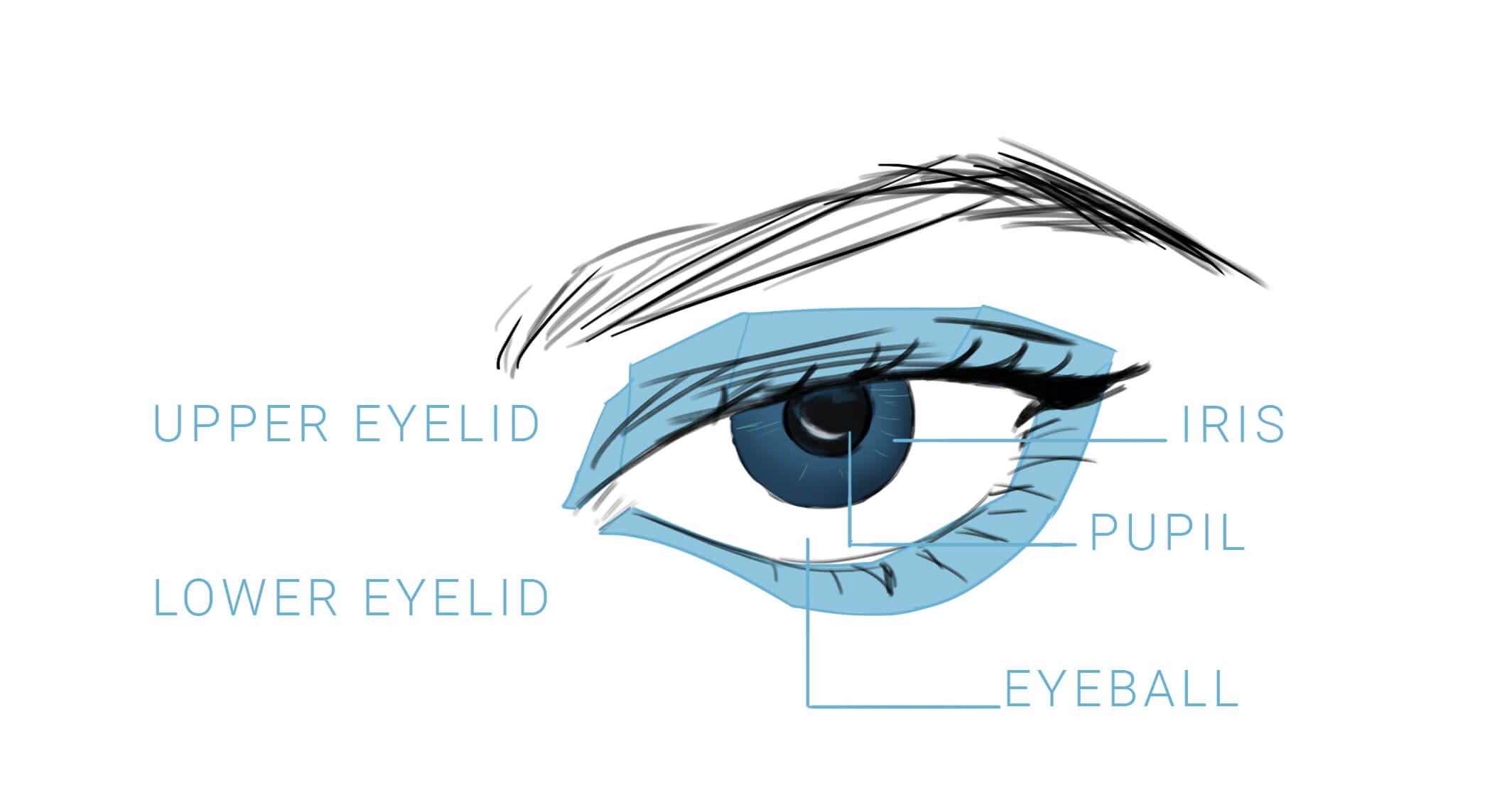 How to Draw Anime Eyes (Step-by-Step Guide for Beginners) 2 anatomy of an anime eye